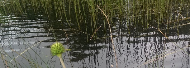 GouganeBarraReedsInWater2