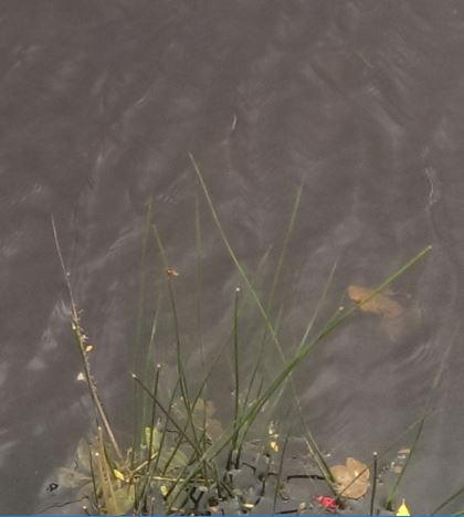 GouganeBarraReedsInWater5